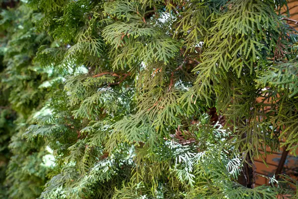 정원에 가문비나무 — 스톡 사진