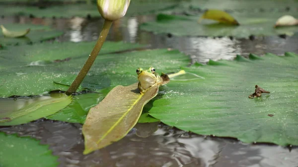 호수에 개구리가 릴리에게 있어요 — 스톡 사진
