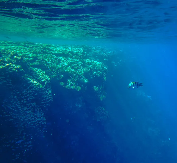 Aerial View Beautiful Tropical Sea Ocean Bottom — Stock Photo, Image