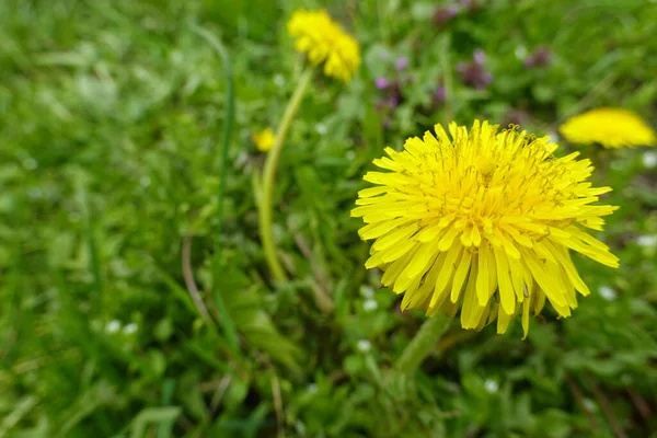 Żółty Kwiat Stokrotka Mniszek Lekarski Zielonej Trawie — Zdjęcie stockowe