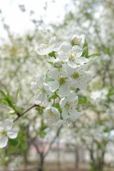 Flores Blancas Árboles Florecientes —  Fotos de Stock