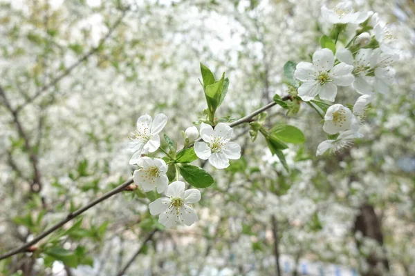 Fehér Virágok Virágzó Fákon — Stock Fotó