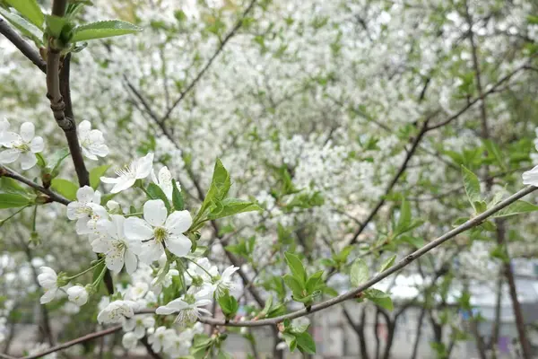 Weiße Blumen Auf Blühenden Bäumen — Stockfoto