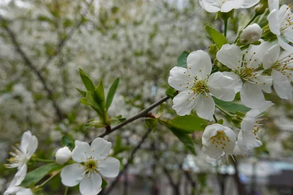 Weiße Blumen Auf Blühenden Bäumen — Stockfoto