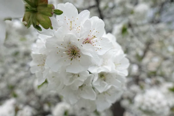 Flores Brancas Árvores Florescentes — Fotografia de Stock
