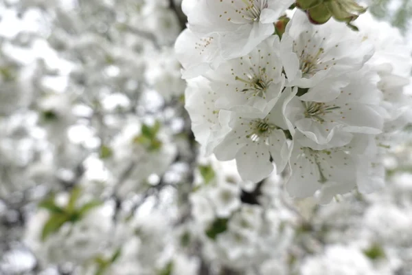 Fleurs Blanches Sur Les Arbres Fleurs — Photo