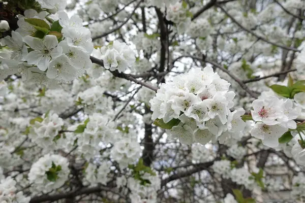 盛开的树上开满了白花 — 图库照片