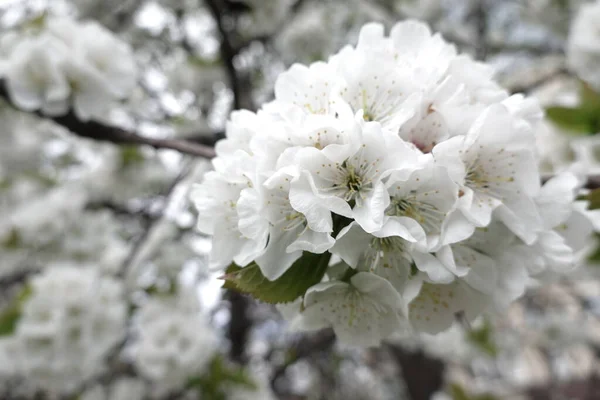 Fiori Bianchi Alberi Fiore — Foto Stock