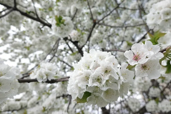 Weiße Blumen Auf Blühenden Bäumen — Stockfoto