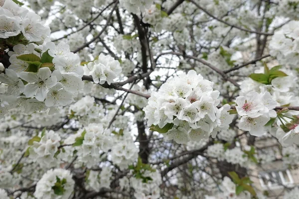 Witte Bloemen Bloeiende Bomen — Stockfoto