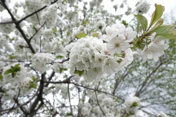 Białe Kwiaty Kwitnących Drzewach — Zdjęcie stockowe