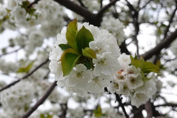 Weiße Blumen Auf Blühenden Bäumen — Stockfoto