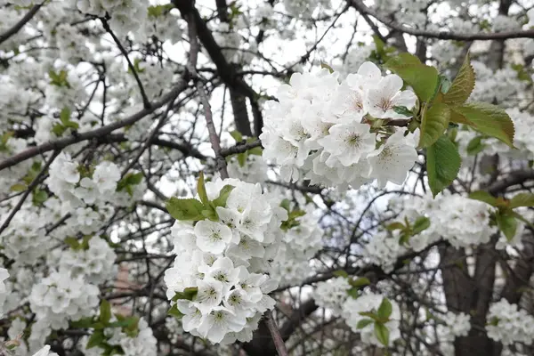 Weiße Blumen Auf Blühenden Bäumen — Stockfoto