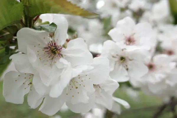 Flores Brancas Árvores Florescentes — Fotografia de Stock