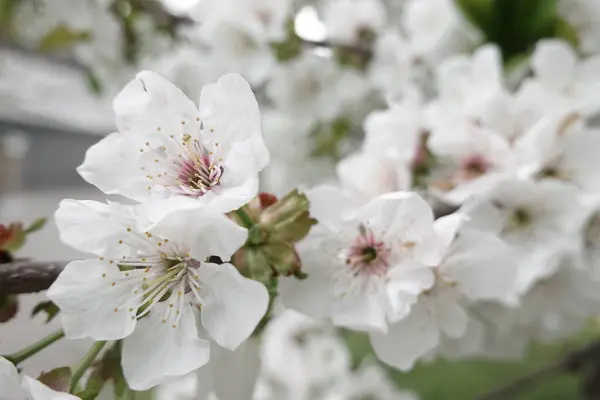 Weiße Blumen Auf Blühenden Bäumen — Stockfoto