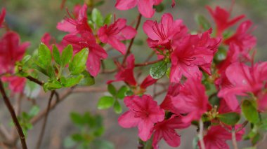 Güzel bahçe çiçekleri. 