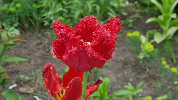 Hermosas Flores Jardín Casa — Foto de Stock