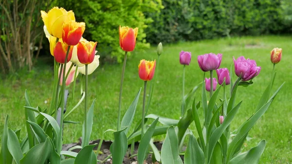 Όμορφα Λουλούδια Στον Κήπο Στο Σπίτι — Φωτογραφία Αρχείου