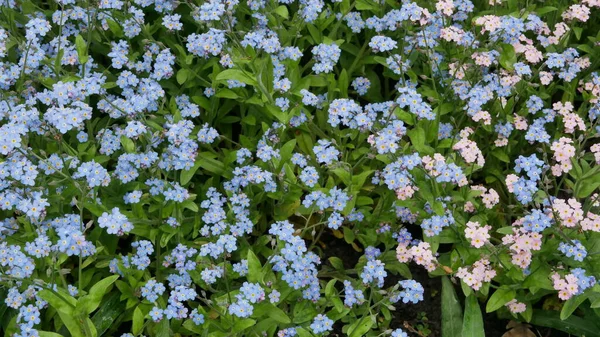 Vackra Trädgård Blommor Hemma — Stockfoto