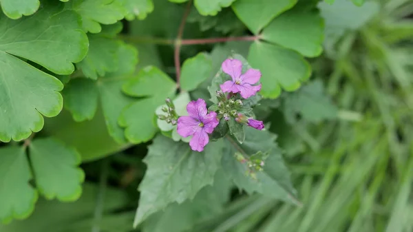 Vackra Trädgård Blommor Hemma — Stockfoto