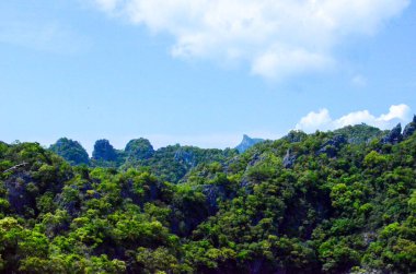 Ormanda yeşil ağaçlar Tayland 'ın ormanında