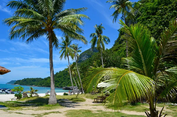 Sommerliche Strandatmosphäre Meer Palmen Und Sand — Stockfoto