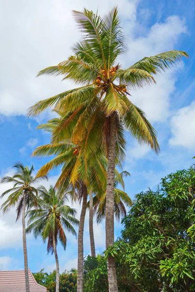 Isola Tropicale Palme Verdi Vacanza — Foto Stock