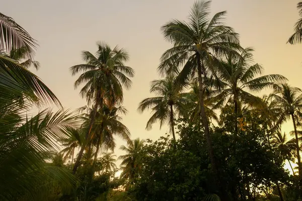 Isola Tropicale Palme Verdi Vacanza — Foto Stock