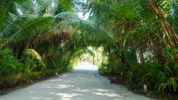 Тропічний Острів Зелені Долоні Відпустка — стокове фото