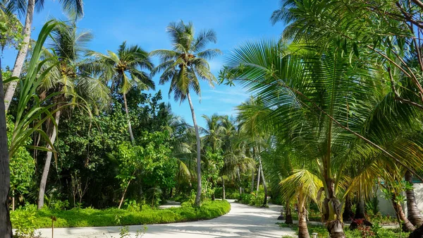Isola Tropicale Palme Verdi Vacanza — Foto Stock