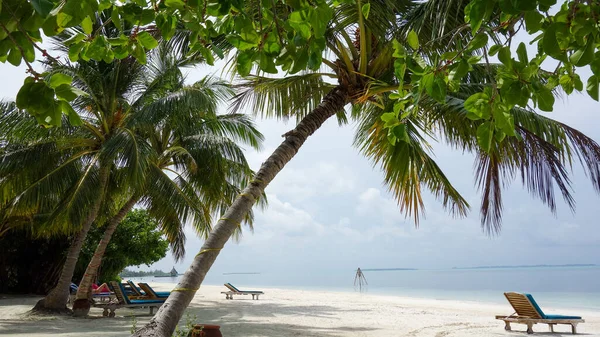 Palme Sulla Spiaggia Vicino All Oceano Paradiso Delle Maldive — Foto Stock