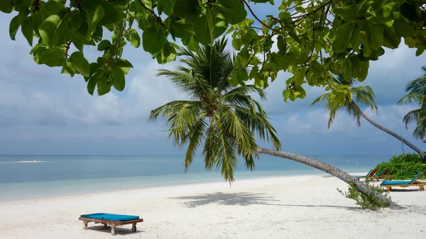 Palme Sulla Spiaggia Vicino All Oceano Paradiso Delle Maldive — Foto Stock