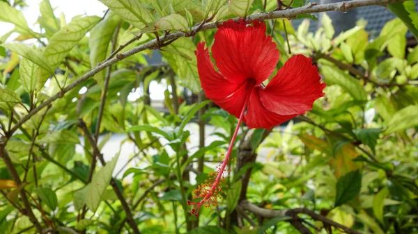 Красивый Красный Гибискус Цветок Саду — стоковое фото