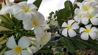 Tropikal ağaçta Frangipani çiçekleri 