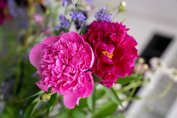 Bahçede güzel pembe ve kırmızı şakayık çiçekleri