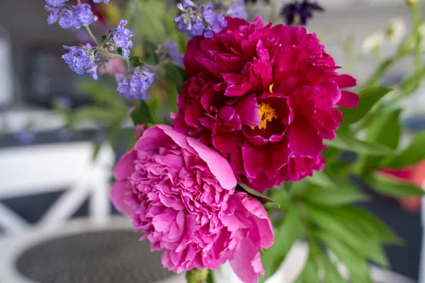 Bahçede güzel pembe ve kırmızı şakayık çiçekleri