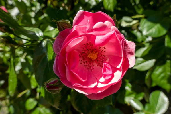 Baharda bir bahçede pembe gül çiçeğini kapat.