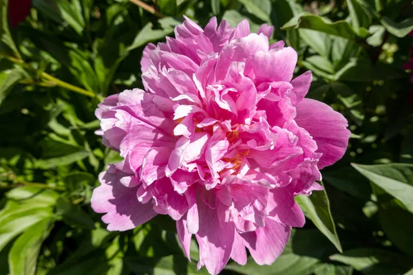 Розовые Гортензии Зеленом Саду — стоковое фото