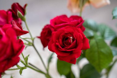 Beyaz arka planda vazoda kırmızı güllerin üzerinde altın bir yüzük