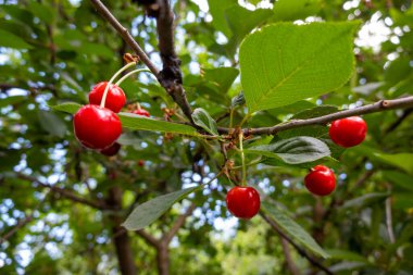 Bahçedeki kiraz ağacının kırmızı meyveleri, yeşil yapraklar. 