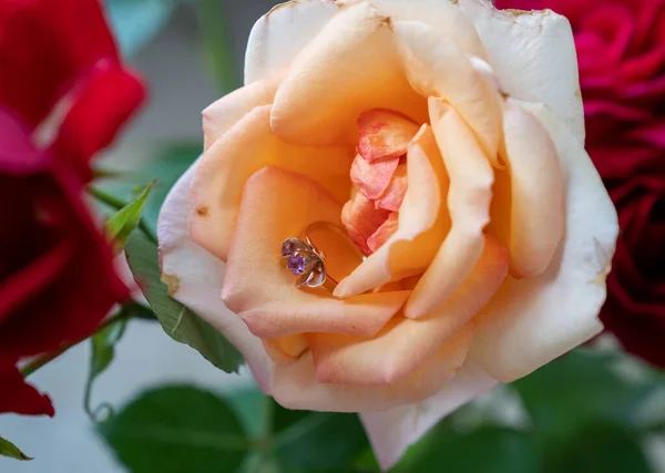 Золотое Кольцо Красивых Персиковых Сливочных Розах Вазе Белом Фоне — стоковое фото