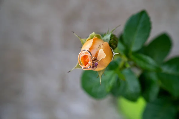 golden ring on beautiful peach creamy roses in a vase on a white background