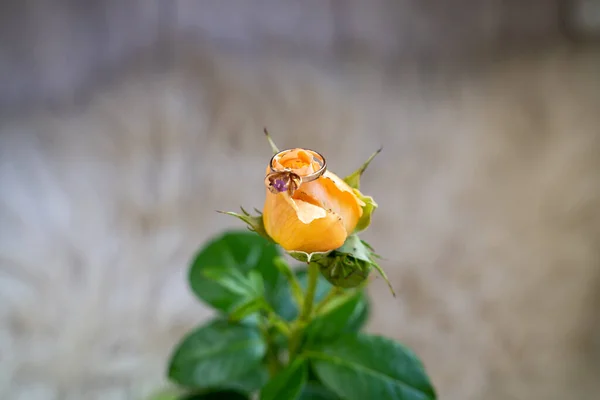 Золотое Кольцо Красивых Персиковых Сливочных Розах Вазе Белом Фоне — стоковое фото