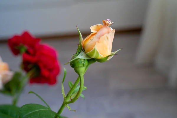 Goldener Ring Auf Schönen Pfirsichcremigen Rosen Einer Vase Auf Weißem — Stockfoto