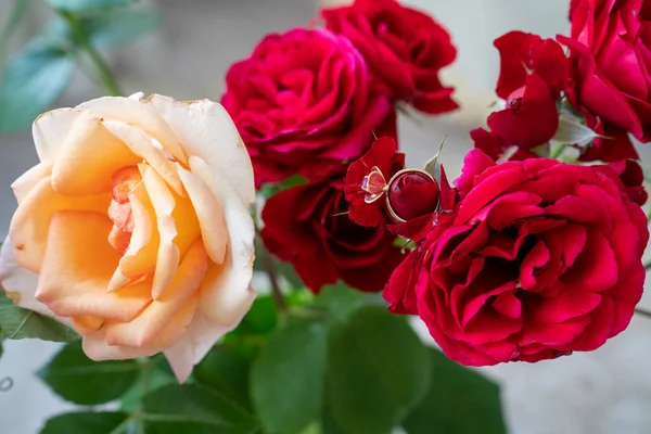 Золотое Кольцо Красивых Красных Розах Вазе Белом Фоне — стоковое фото