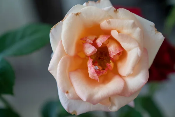 漂亮的桃子上的金戒指 白底花瓶里乳白色的玫瑰 — 图库照片