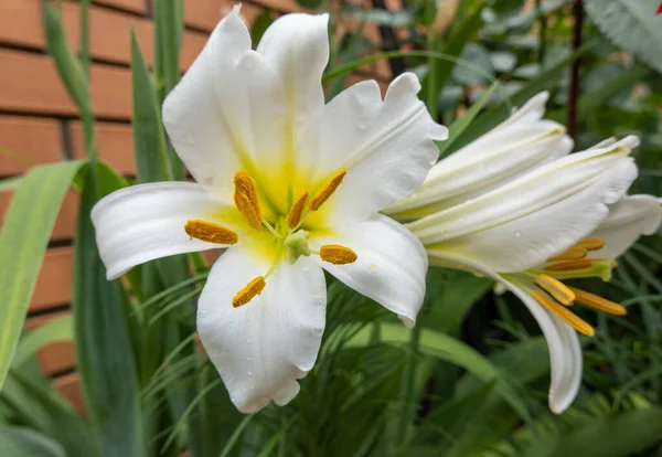 Белый Цветок Лилии Саду Мадонна Лилия Лилия — стоковое фото