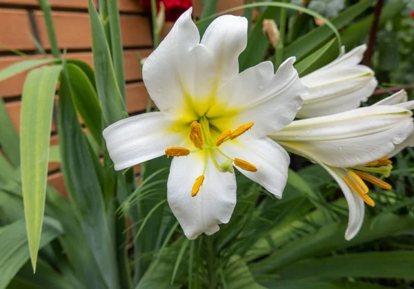 white lily flower in the garden, Madonna lily, lilium