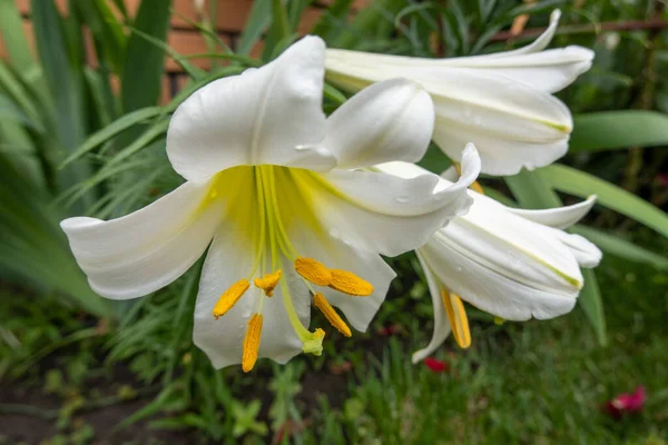 Белый Цветок Лилии Саду Мадонна Лилия Лилия — стоковое фото
