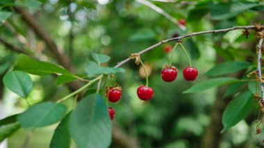 Bahçedeki bir ağaçtaki kırmızı kirazlar, yeşil yapraklar 